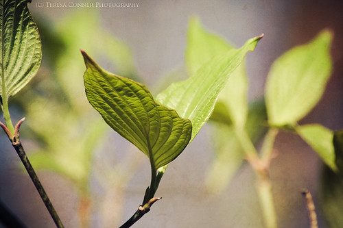 sunlight leaves spring alabama dogwood ohatchee