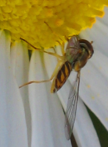 macro bug insect fly insectmacro
