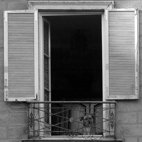 blackandwhite bw dog chien window noiretblanc nb fenêtre volet ixos