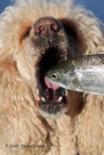 Dog Fish
