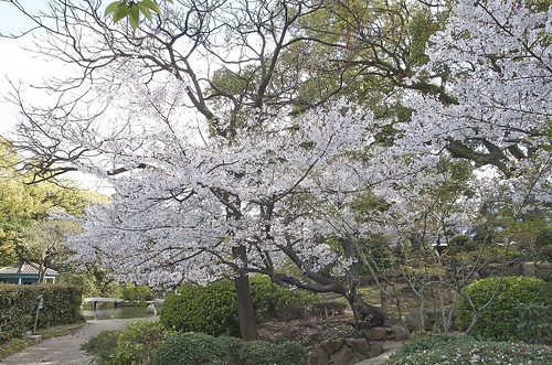 【写真】2014 桜 : 四天王寺/2021-03-19/IMGP5831