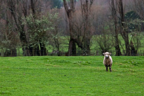 trees newzealand green wool wet field rural standing landscape outdoors countryside sheep farming meadows single lamb agriculture raining livestock grasslands aucklandregion tehana