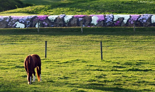 flowers horse rural country pasture chestnut phlox grazing creeping goldenhour quarterhorse
