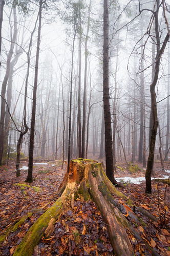 white mist snow canada color tree green ice nature fog forest season landscape photo leaf spring quebec location stump quebeccity beauport charlesbourg
