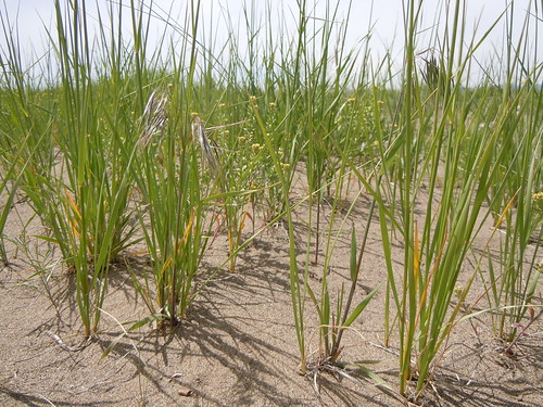 idaho poaceae wheatgrass postfire idahonationallaboratory triticeae bromustectorum coolseason sagebrushsteppe poeae agropyrondasystachyum