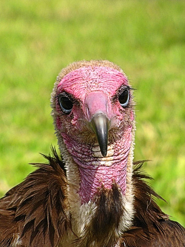 africa portrait holiday bird eye close beak feathers gambia vulture avian mygearandme ringexcellence dblringexcellence hoodedturkeyvulture