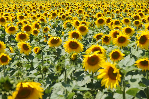 turkey sunflowers sunflower zonnebloemen girasole turkije balkan zonnebloem turchia turkye thrace trakya