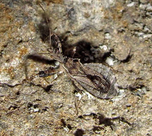 bug assassin reduviidae sinea
