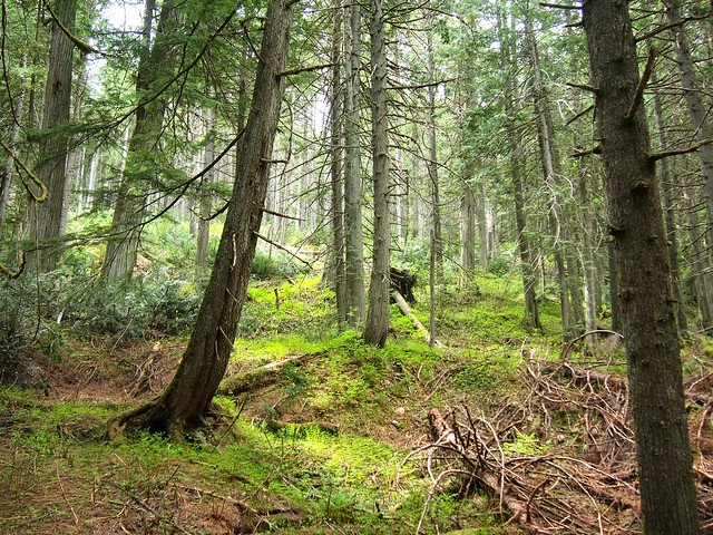 Trail of the Cedars in Glacier National Park, BC, Canada