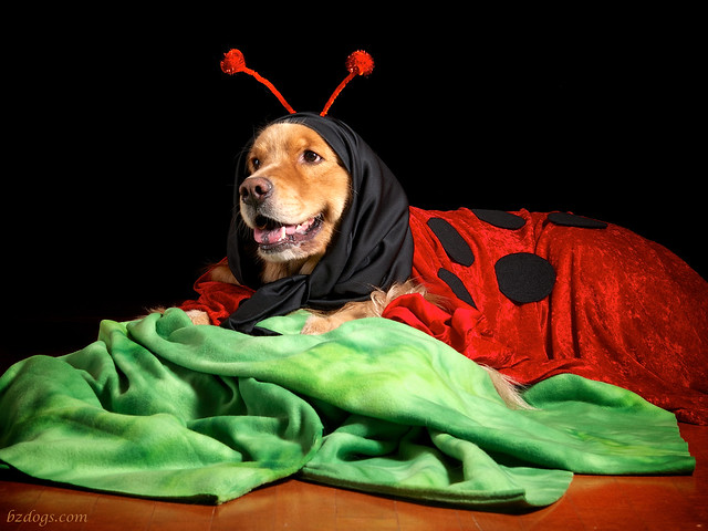 Ladybug Henry