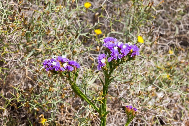 Purple Everflower & hexagon plants