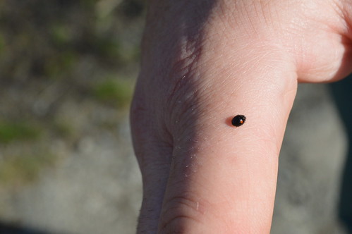 Twice-stabbed ladybird beetle, Chilocorus stigma
