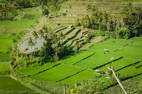 bali indonesia landscape asia terrace ricefields redang rizières paddies indonésie terrasses