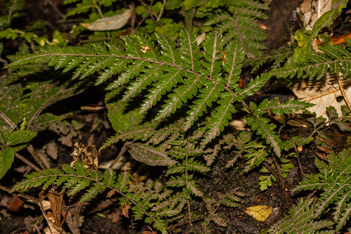 new plant fern bush soft zealand shield botany southland invercargill seaward silvaticum polystichnum
