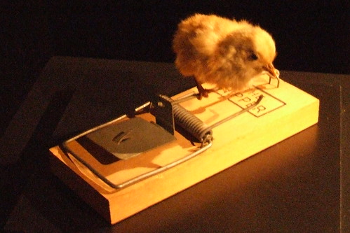 Chick on Mouse Trap
