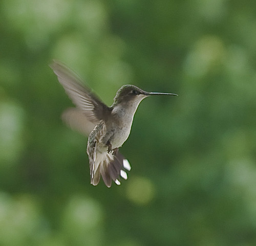 usa va hummingbirds castlewood hummingbirds2011 tinywinddancers