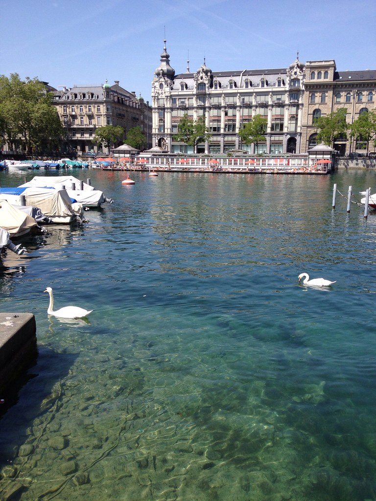 White swans in Zurich