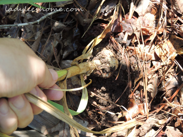 Harvesting-And-Curing-Garlic-14