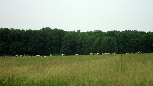 york trees sky tree field wisconsin cattle cows post cloudy farm overcast ag greenery agriculture wi agricultural granton