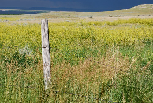 summer storm west field grass yellow digital america fence rockies photo wire nikon post july co wyoming barbed thunder wy d60 glendo 2011