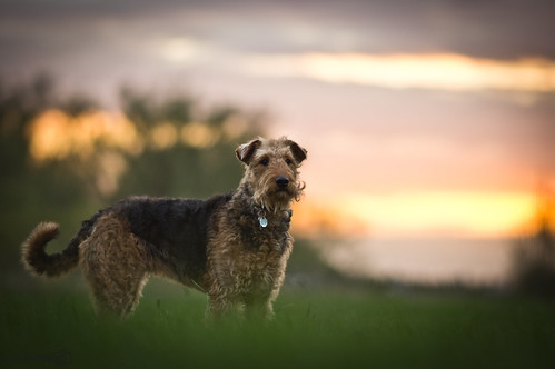 sunset dog dogs zeiss focus sonnenuntergang dof bokeh sony terrier amelie alpha za 135mm airdale a55 sal135f18z sonnart18135 sonyalphadslta55