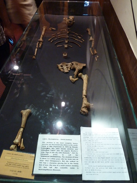 lucy-the-oldest-human-skeleton-ever-found-flickr-photo-sharing