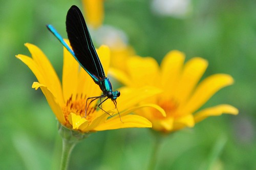 blue plant black flower male green leaves sunshine yellow bug pose insect petals wings eyes legs metallic perched prairie damselfly odonata zygoptera calopterygidae ebonyjewelwing calopteryxmaculata