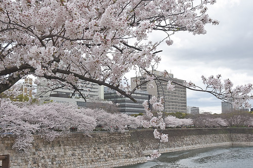 【写真】2014 桜 : 大阪城公園/2021-09-09/IMGP5811
