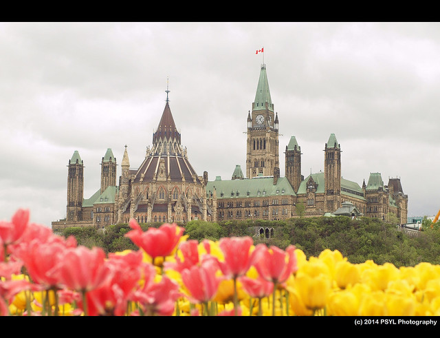 Tulips & Parliament Building