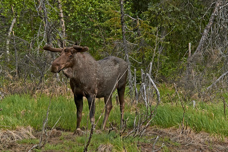 Male Moose - Denali National Park