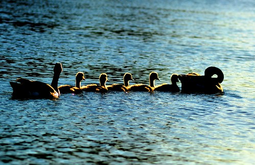 family london geese spring nikon goose goslings wansteadpark canadagoose brantacanadensis explored d3100 pallabseth