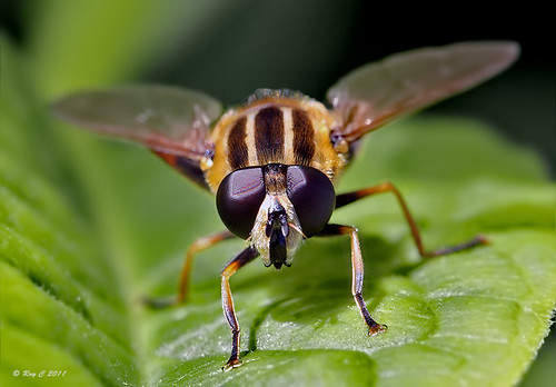 macro insect devon 7d hoverfly barnstaple sunfly canon100mmismacro