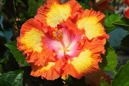 ocean orange flower yellow island hawaii coast pacific tropical hilo hamakua