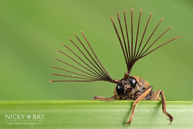 Cicada Parasite Beetle (Rhipiceridae) - ESC_0020