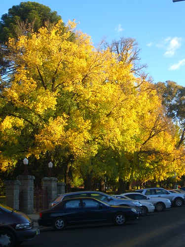 autumn trees australia newsouthwales georgestreet bathurst machattiepark