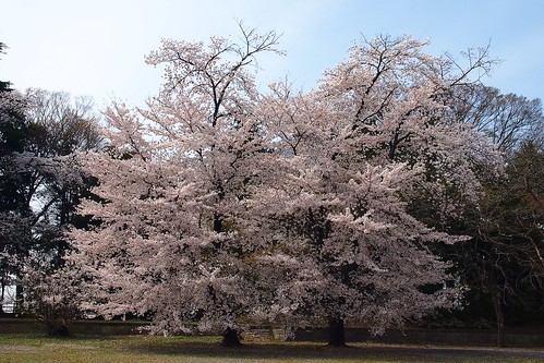 plant flower tree nature cherry spring serenity bloom cherryblossom sakura mzuikodigital14150mmf4056 olympuspenep3