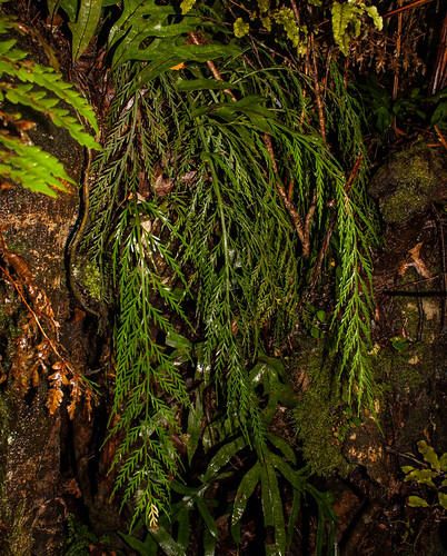 new plant fern bush zealand botany drooping southland invercargill spleenwort asplenium seaward flaccidum