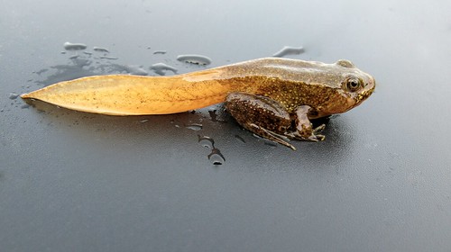 Frog in transition with yellow tail