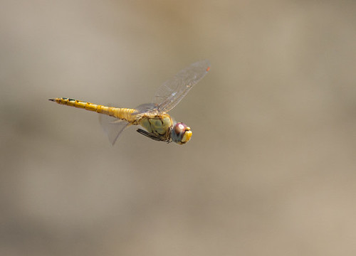 insect colorado dragonfly anisoptera wanderingglider pantalaflavescens globeskimmer