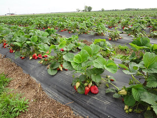 Picture of strawberry rows