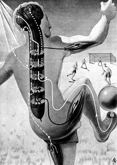 The five most important routes of the spinal cord, in their course and functions demonstrated on a soccer player. (1939)