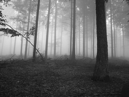 tree nature fog forest germany heidelberg canonpowershots60
