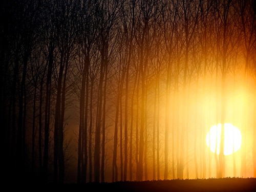 sun tree sol sunrise arbol dawn olympus amanecer luis alamo cabello e420