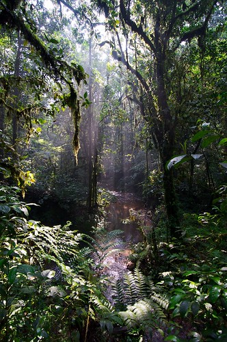 africa sunlight holiday nationalpark rainforest explore 365 uganda bwindi project365 bwindiimpenetrableforest exploretrip