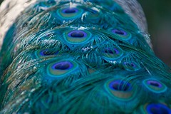 Blue Peacock Tail