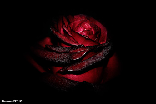 flowers red black rose closeup canon passion fiori eos500d eoskissx3 rebelt1i hawkea