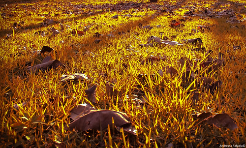 luz yellow sombra amarelo folha mato abouttabs