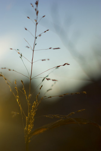 blue sunset plants gold weeds texas shadows bokeh gradient 18 llano