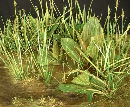 Dürer's Turf  2010. 41 x 76.5 x 60.5 cms. Carved wood with acrylic paint. This work is an attempt to transcribe Albrecht Dürer's 1503 watercolour The Large Turf into three dimensions. The grass depicted probably grew somewhere near his home in Nuremburg.