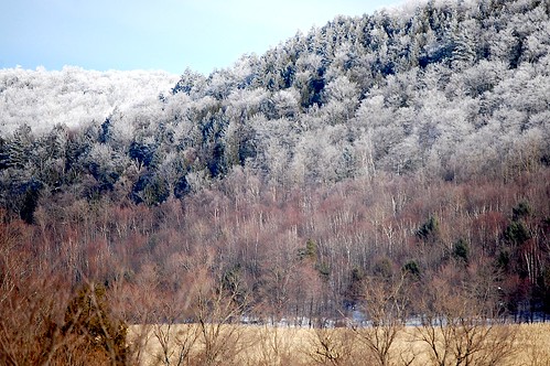 trees rural frost upstatenewyork newyorkstate elkcreek rurallandscape wintercolor schenevus otsegocounty edbrodzinsky